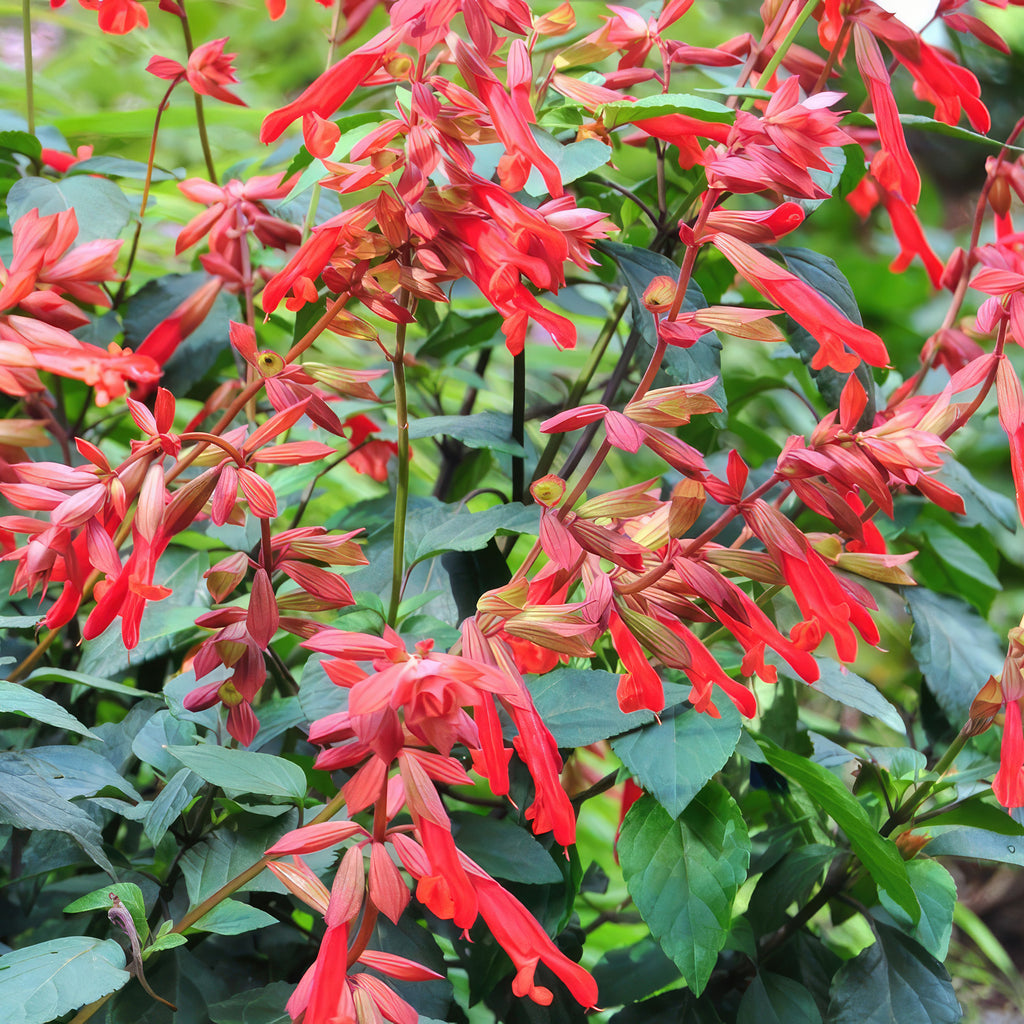 Salvia Ember’s Wish’