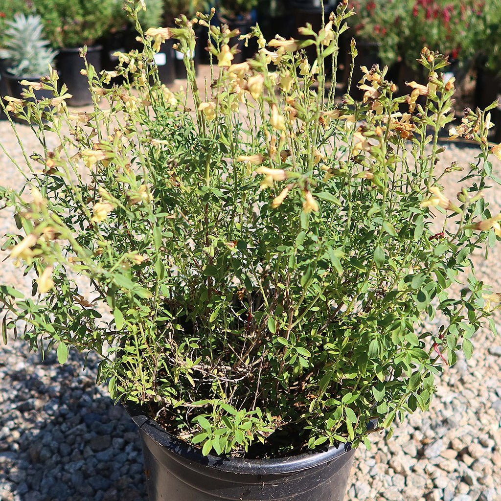 Salvia greggii Yellow ‘Sage Plant’