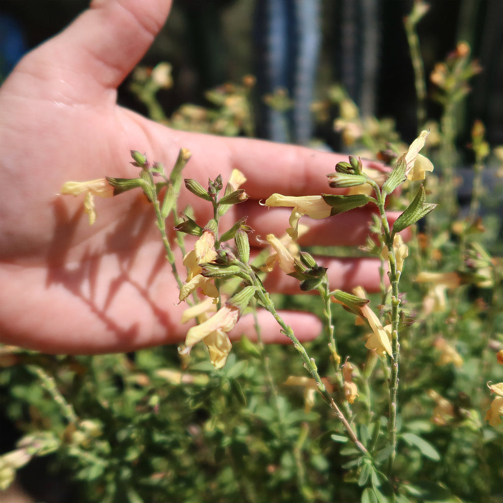Salvia greggii Yellow ‘Sage Plant’