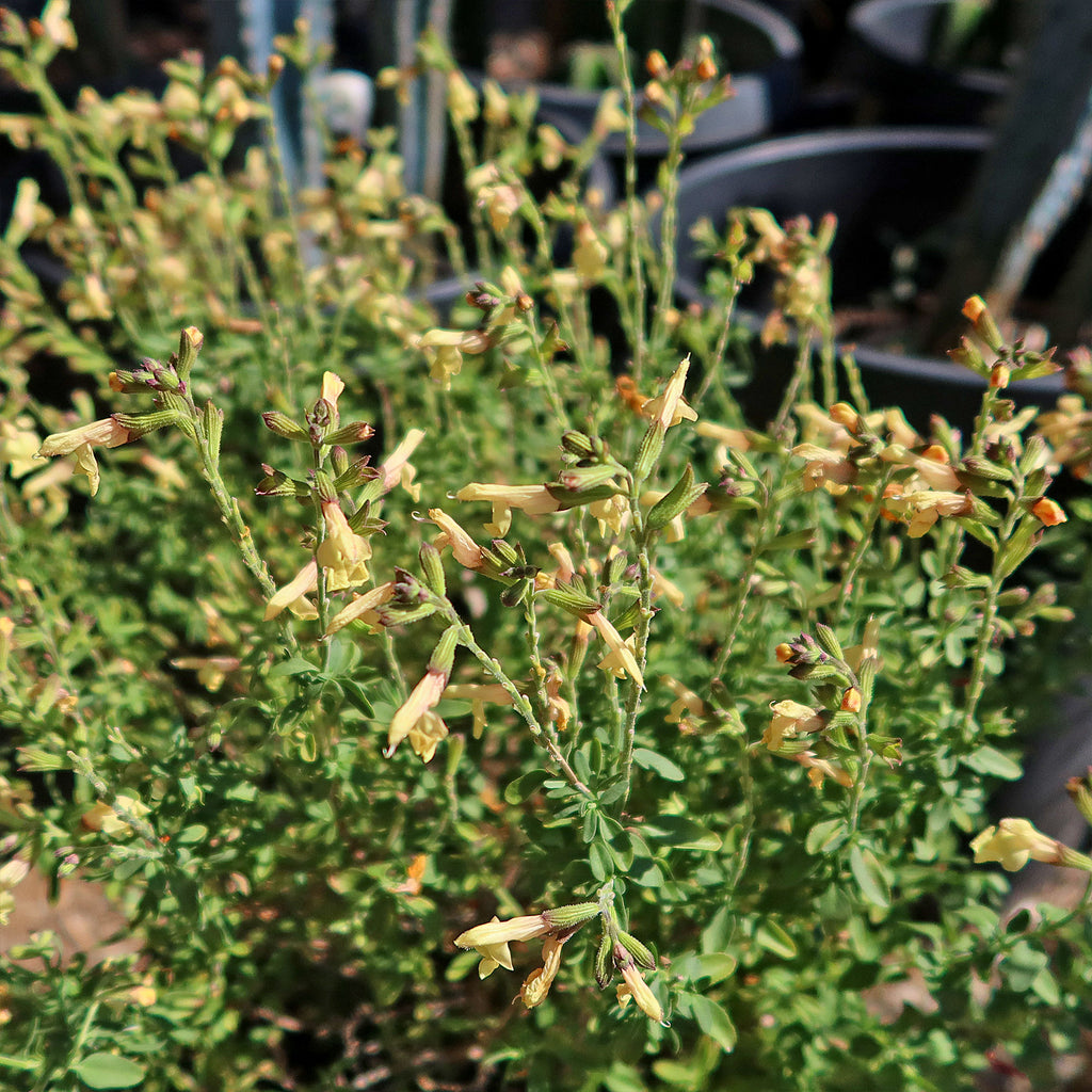 Salvia greggii Yellow ‘Sage Plant’