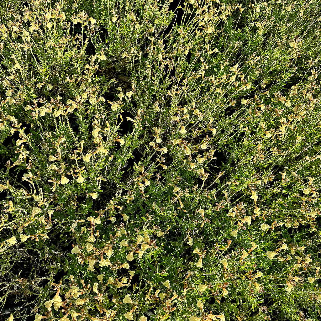 Salvia greggii Yellow ‘Sage Plant’