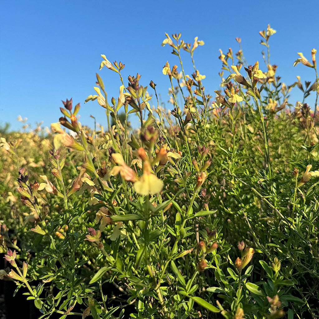 Salvia greggii Yellow ‘Sage Plant’