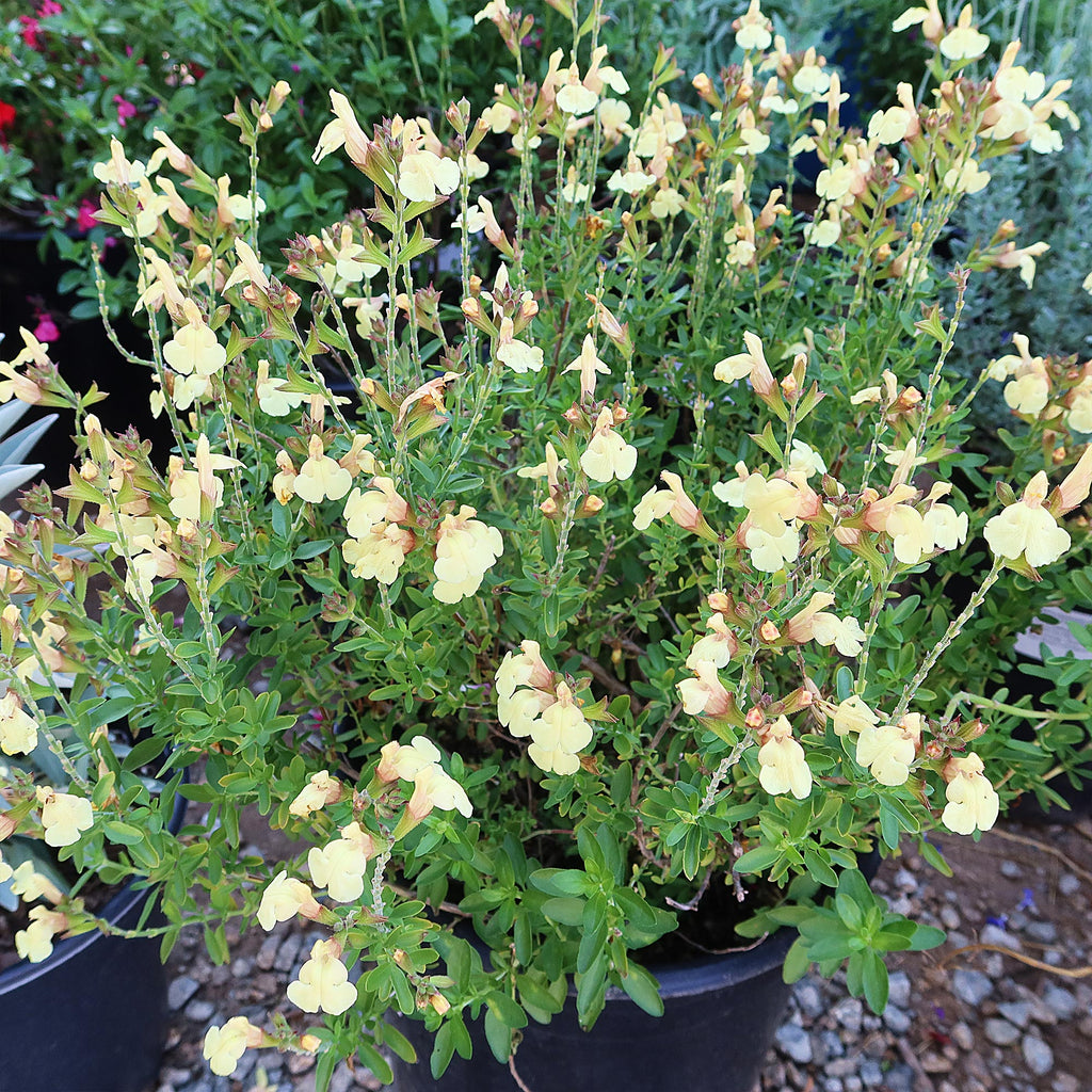 Salvia greggii Yellow ‘Sage Plant’