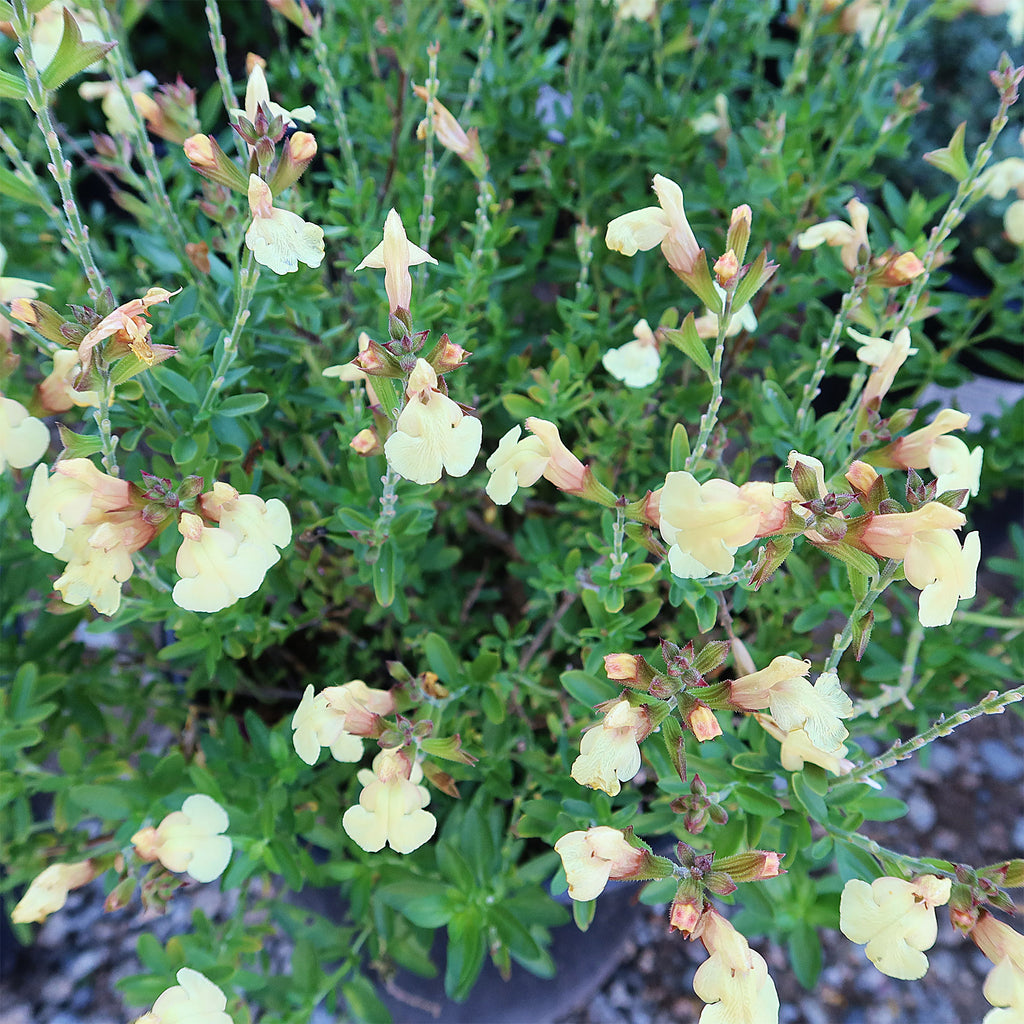 Salvia greggii Yellow ‘Sage Plant’