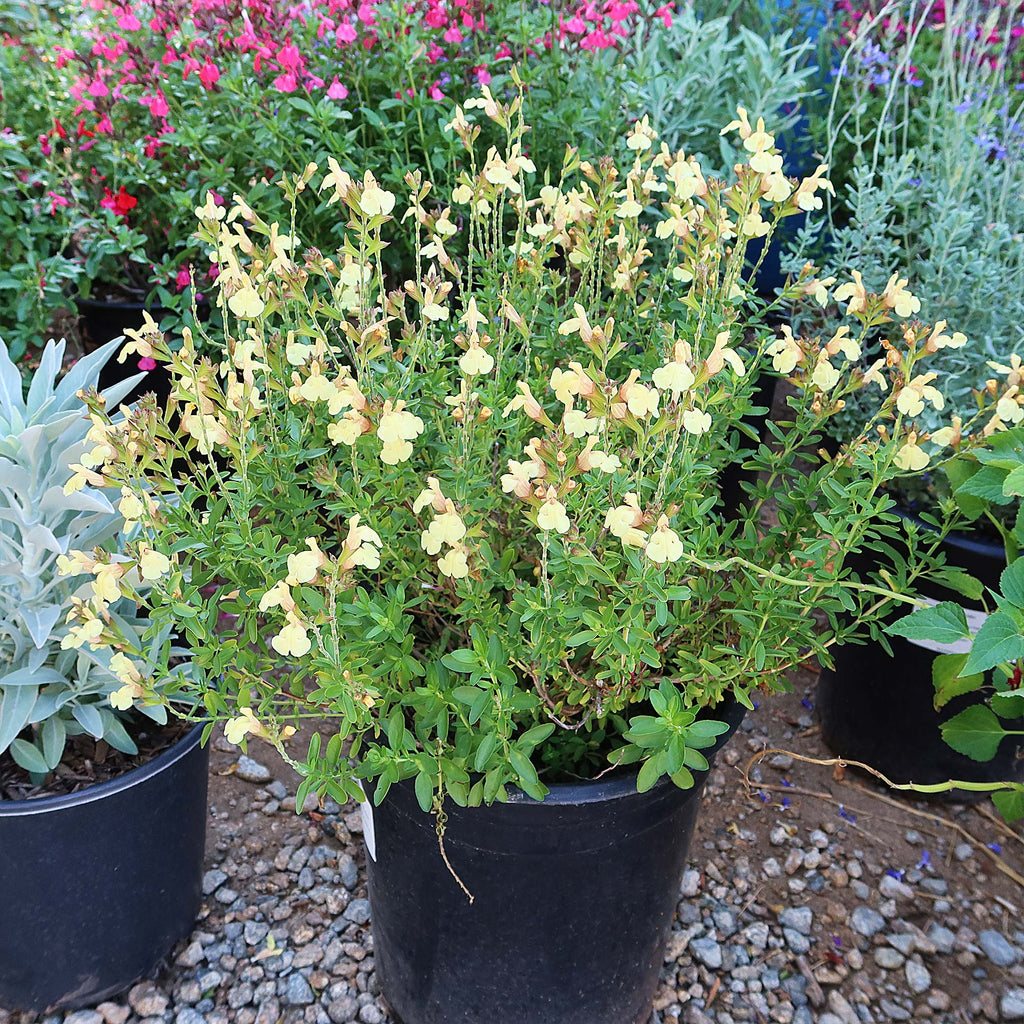Salvia greggii Yellow ‘Sage Plant’