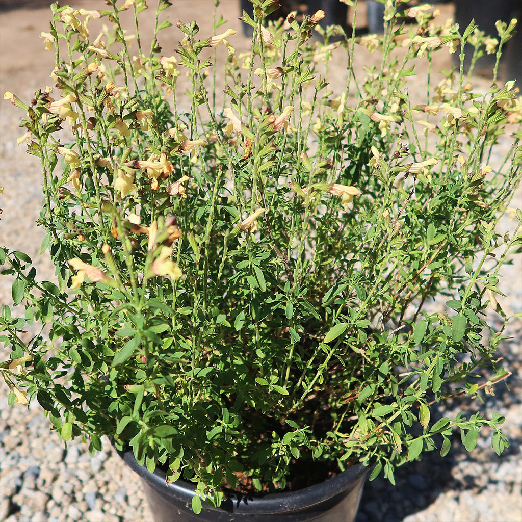 Salvia greggii Yellow ‘Sage Plant’