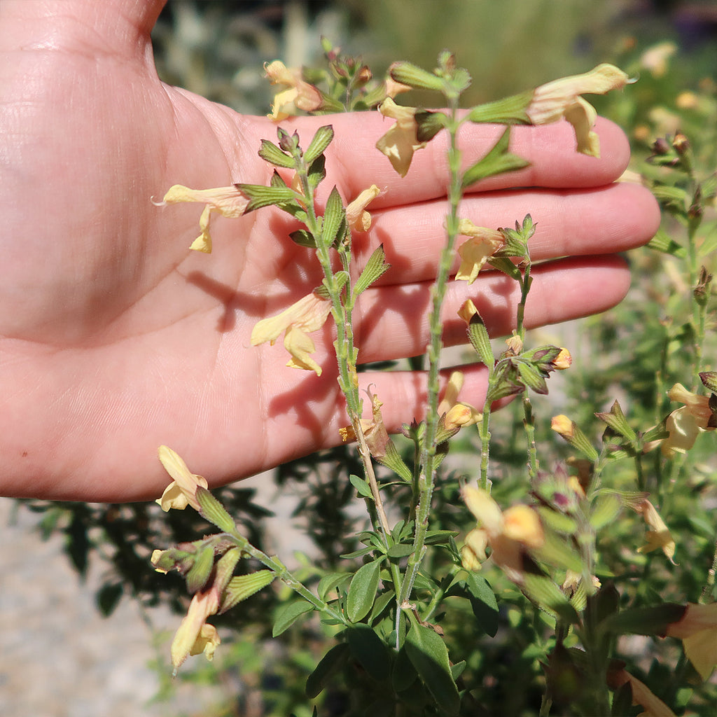 Salvia greggii Yellow ‘Sage Plant’
