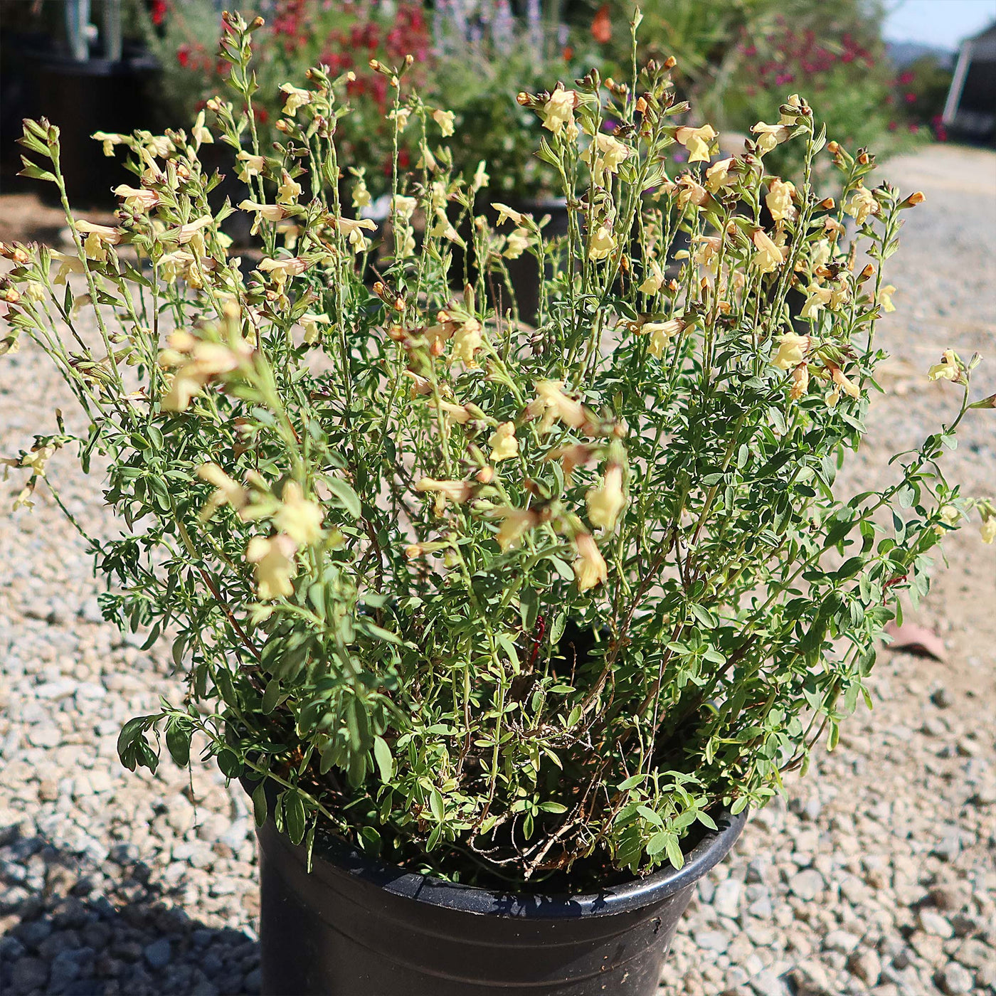 sage plant care in pots Shop 'Salvia greggii Yellow Sage Plant' Care & Info