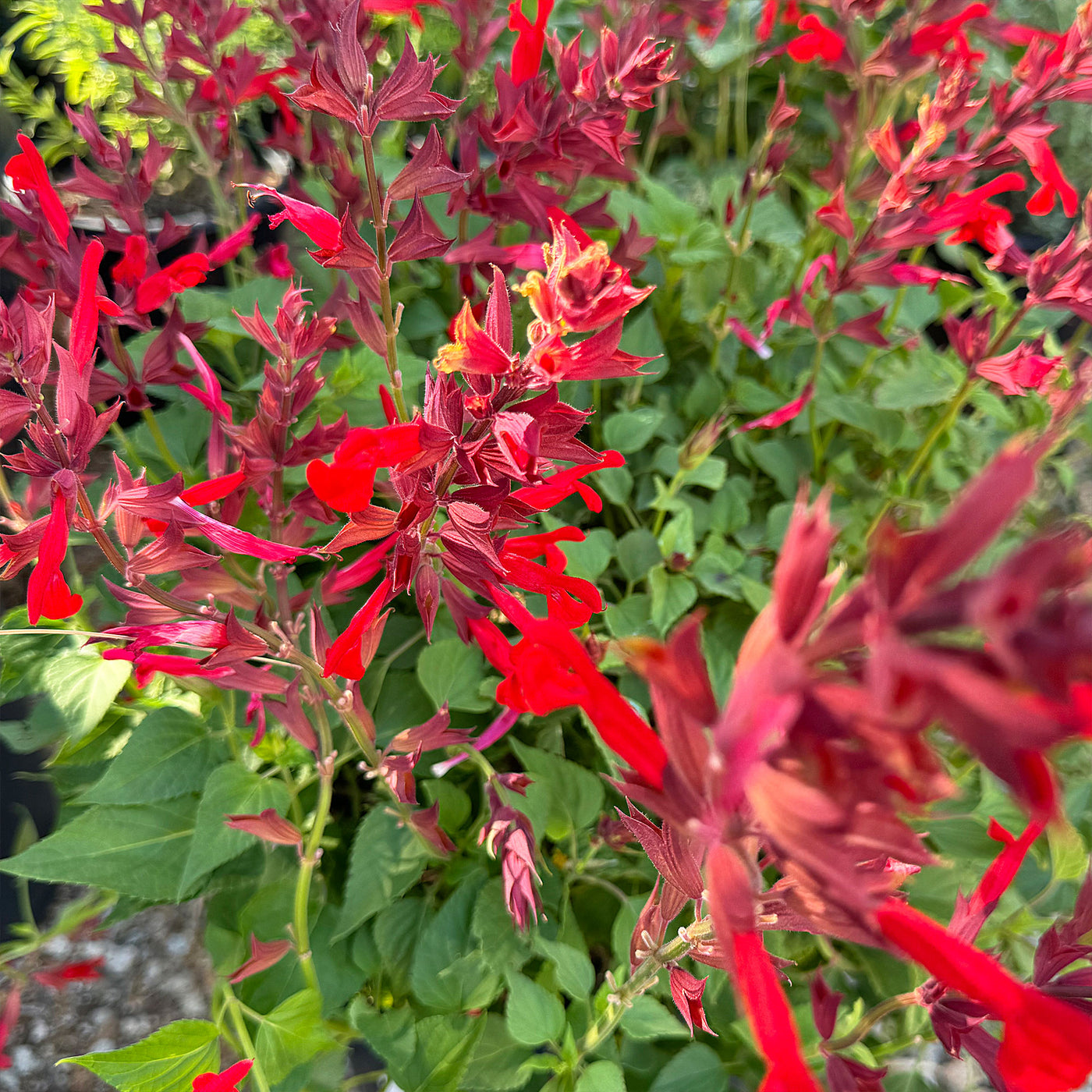 Red Salvia ‘Roman red’