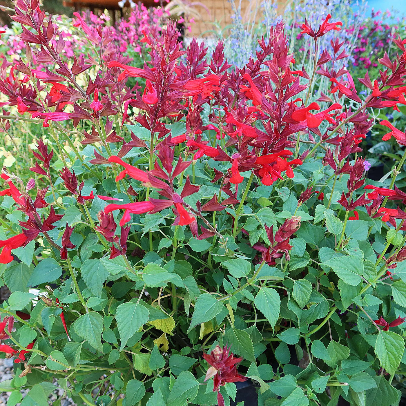 Red Salvia ‘Roman red’