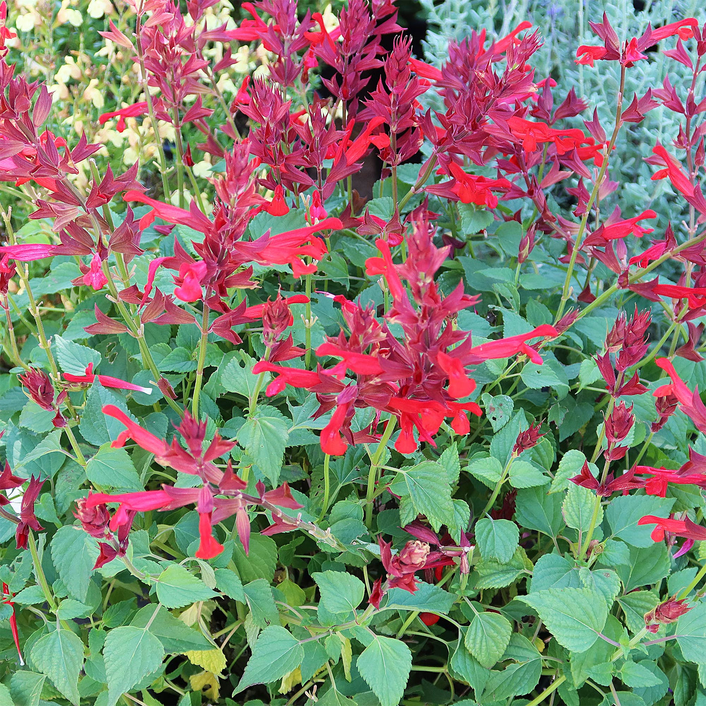 Red Salvia ‘Roman red’