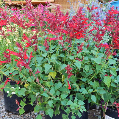 Red Salvia ‘Roman red’