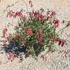 Red Salvia ‘Roman red’