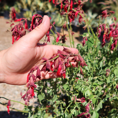 Red Salvia ‘Roman red’