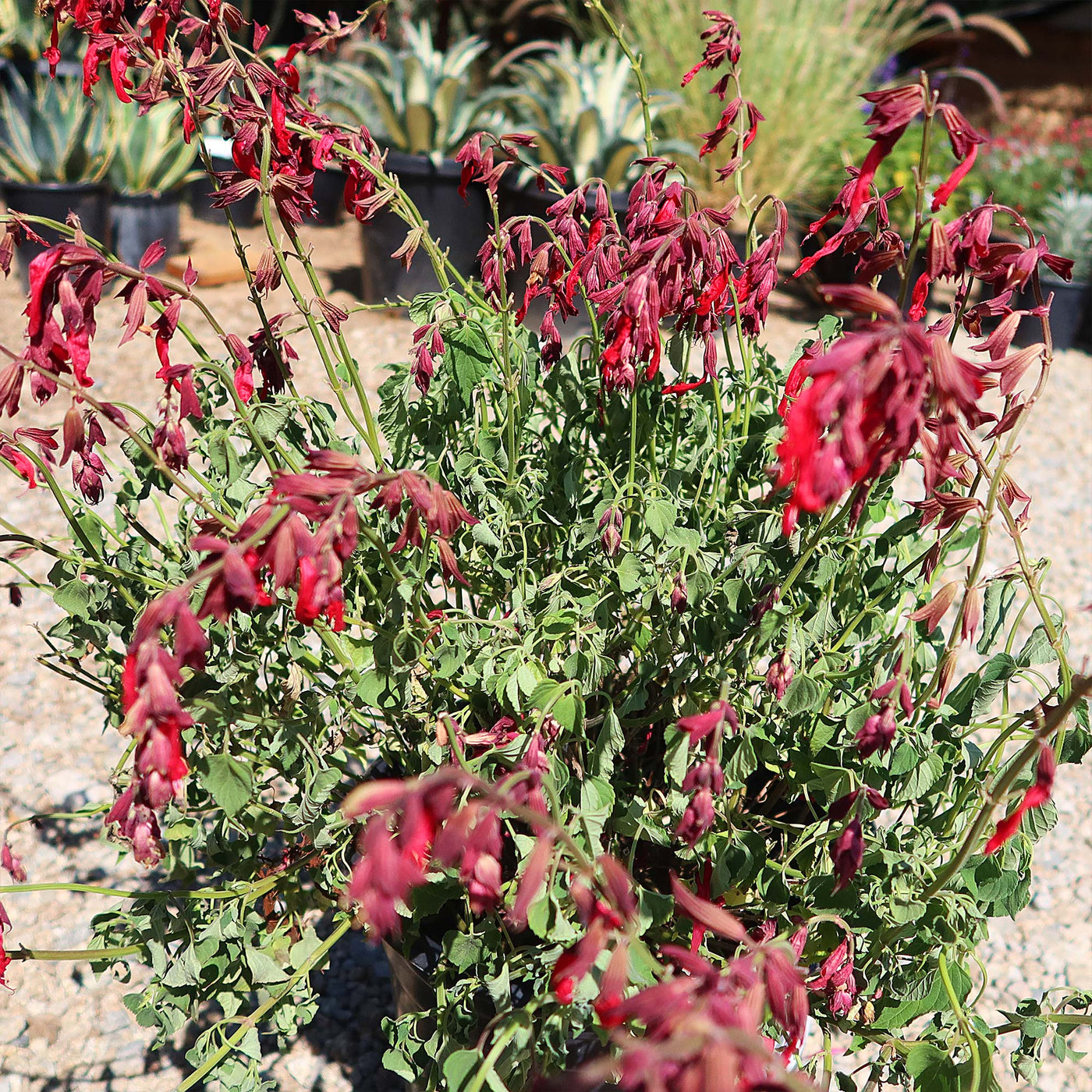 Red Salvia ‘Roman red’