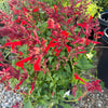 Red Salvia ‘Roman red’