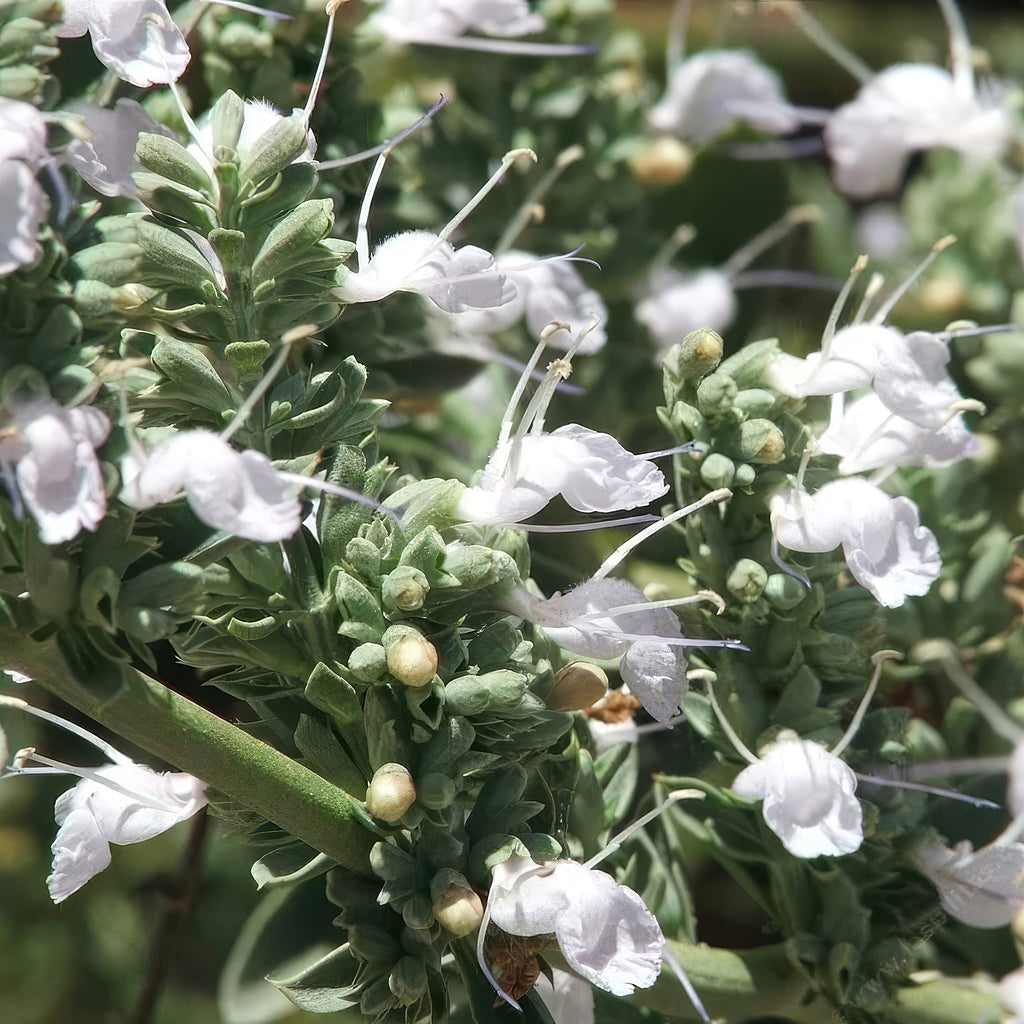 White Sage Plants ‘Salvia apiana’