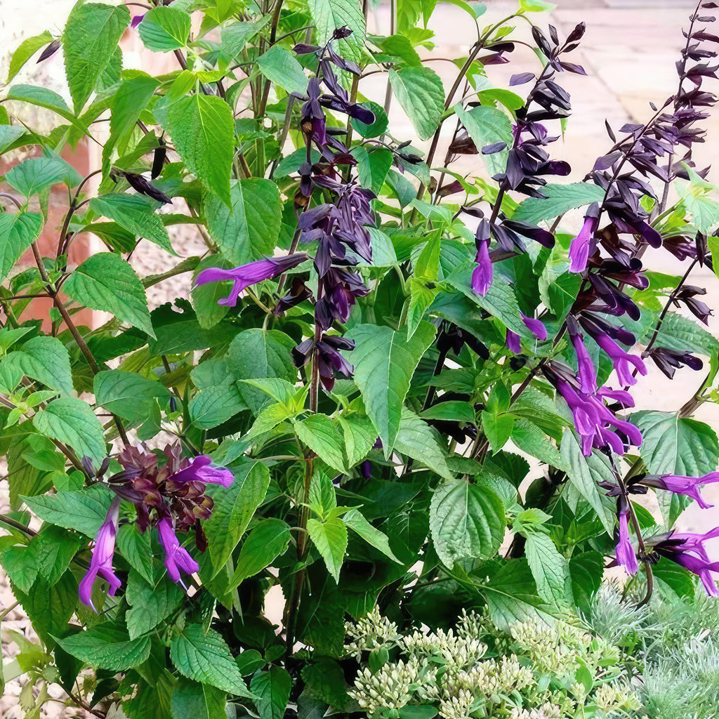 Salvia Amistad