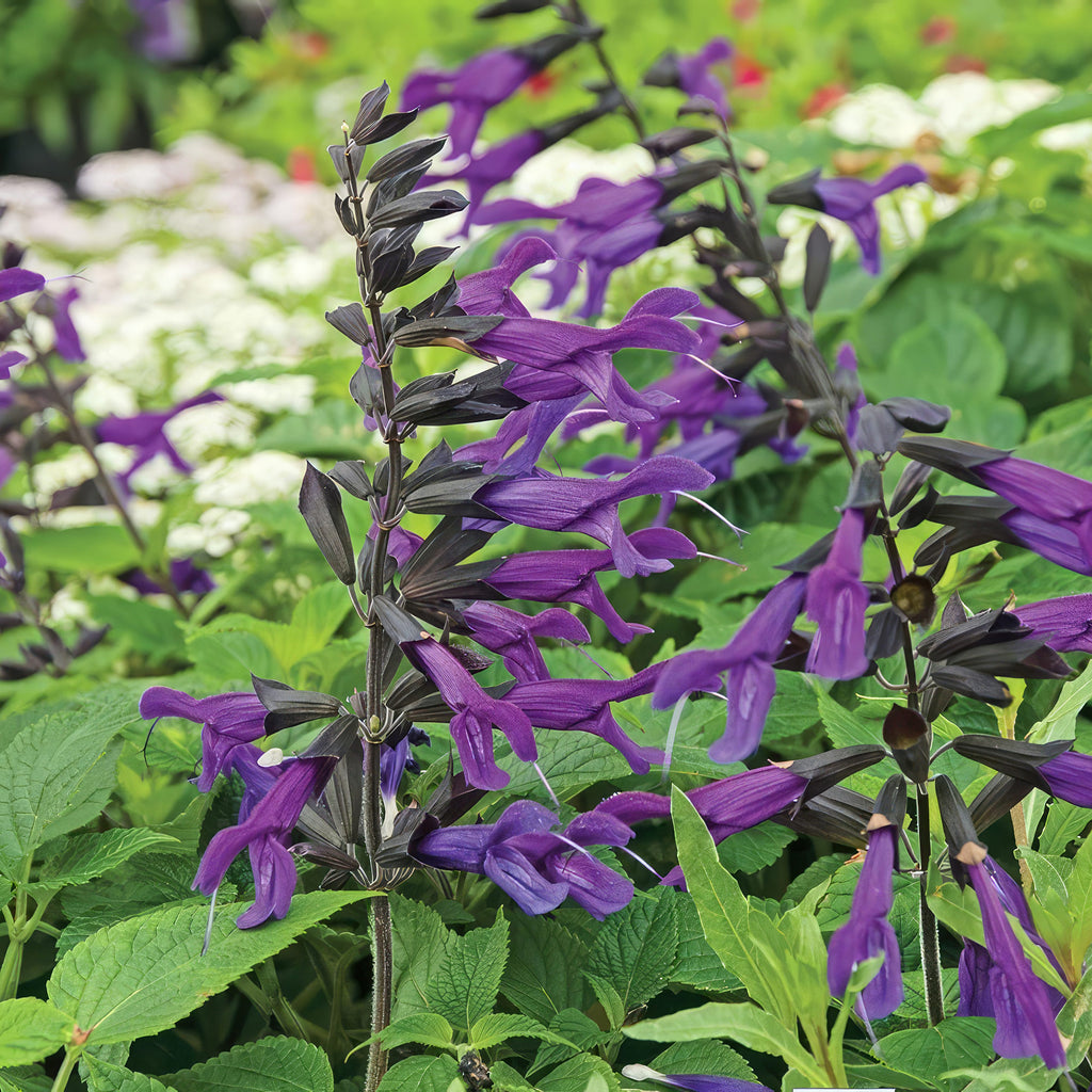 Salvia Amistad