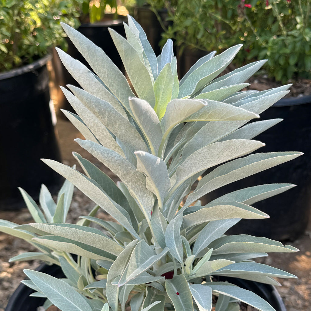 White Sage Plants ‘Salvia apiana’