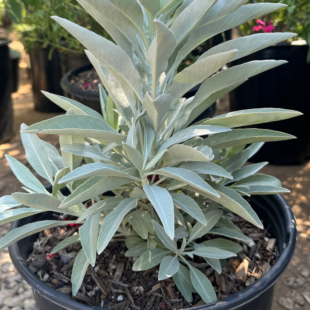 White Sage Plants ‘Salvia apiana’