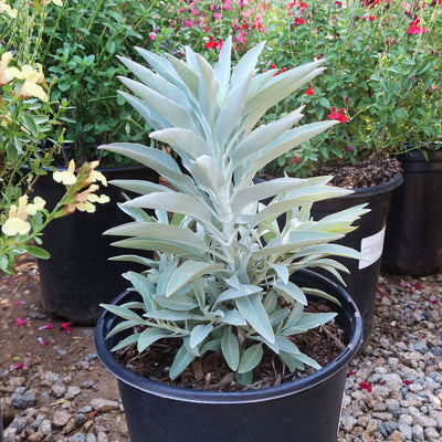 can you plant salvia in a pot Shop 'White Sage Plants – Salvia apiana' Care and Info