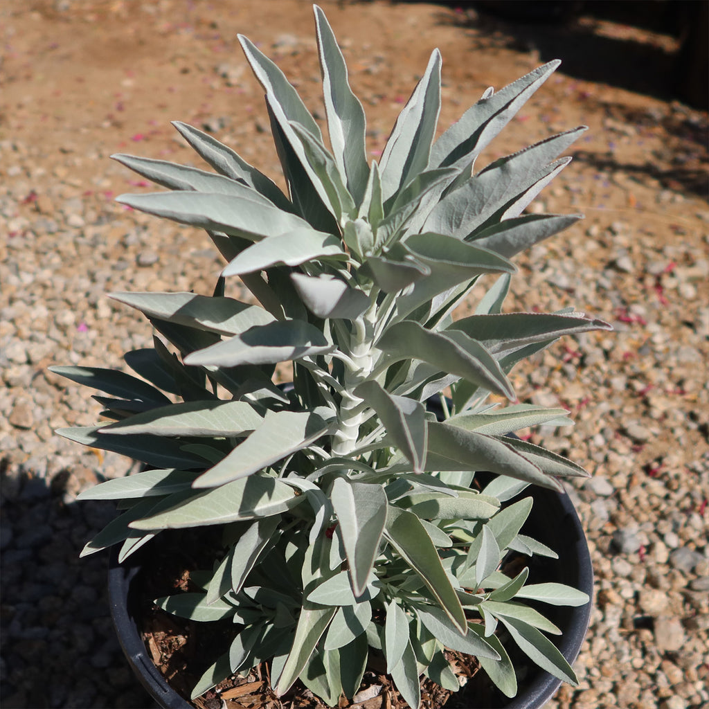 White Sage Plants ‘Salvia apiana’