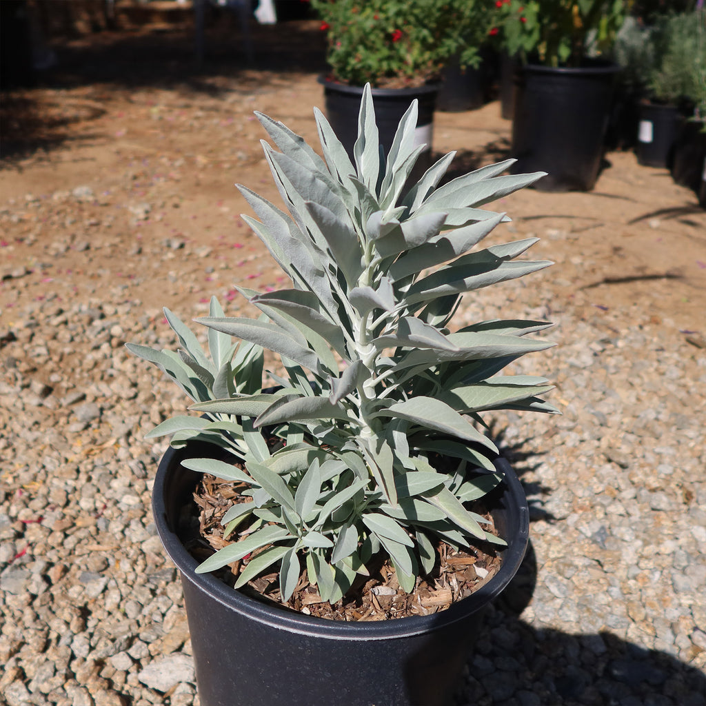 White Sage Plants ‘Salvia apiana’