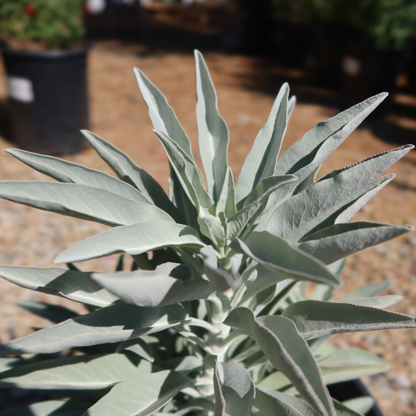 white sage potted plant Shop 'White Sage Plants – Salvia apiana' Care and Info