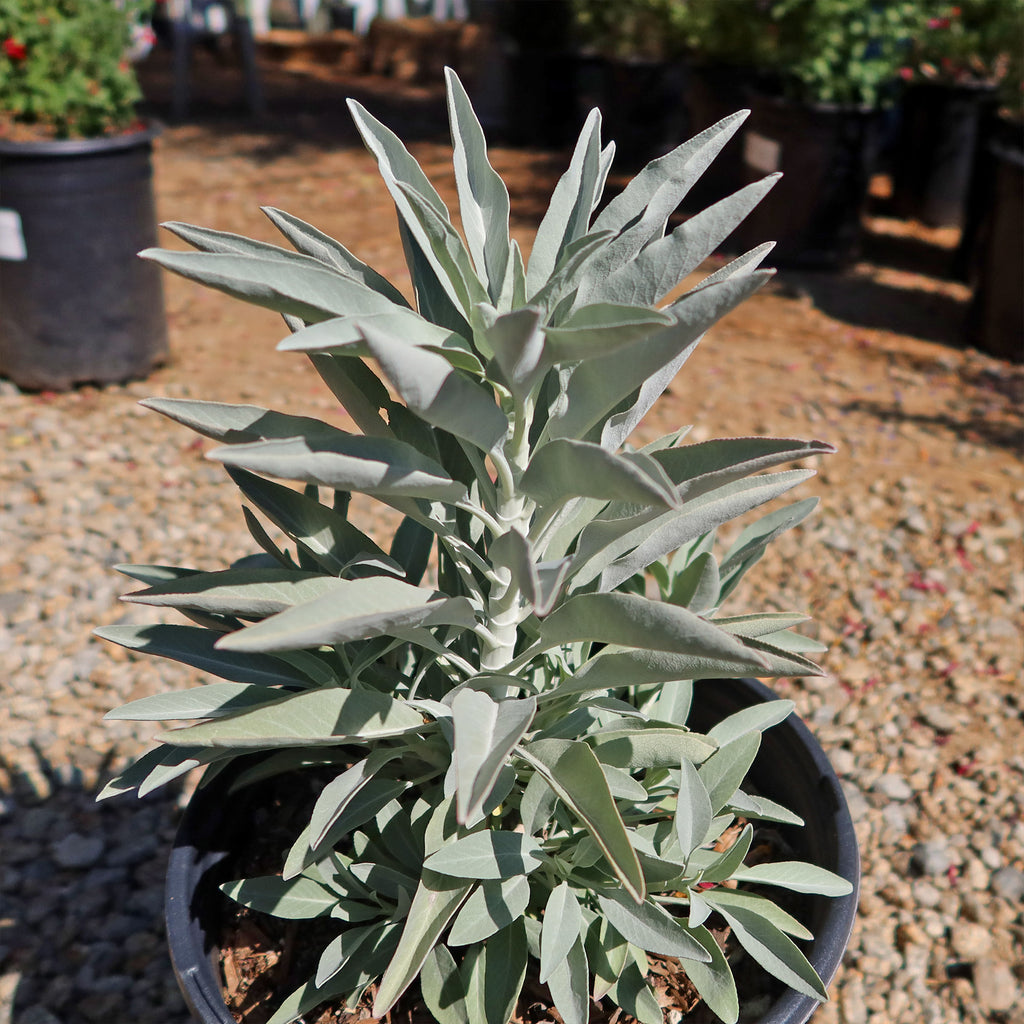 White Sage Plants ‘Salvia apiana’