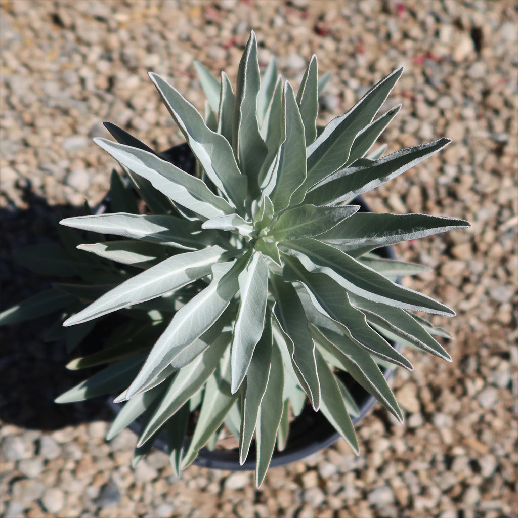 White Sage Plants ‘Salvia apiana’