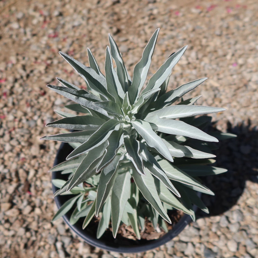 White Sage Plants ‘Salvia apiana’