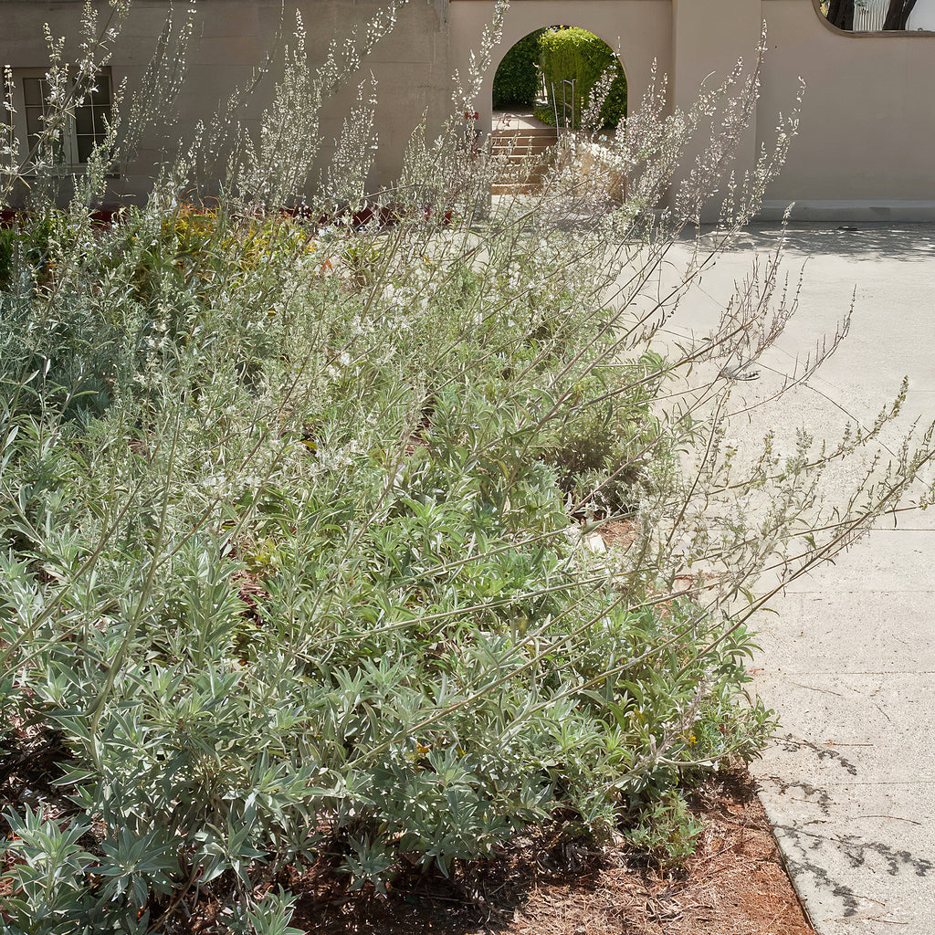 White Sage Plants ‘Salvia apiana’