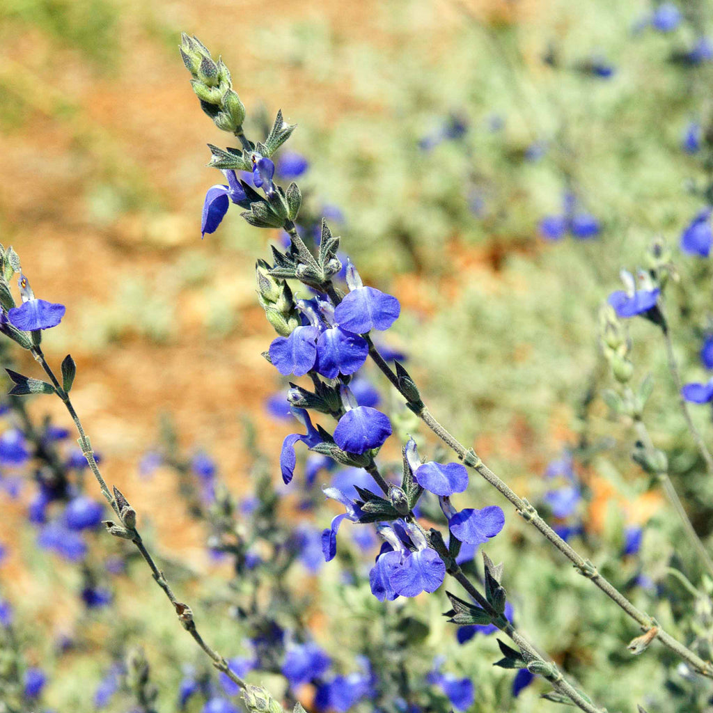 Germander sage ‘Salvia chamaedryoides’