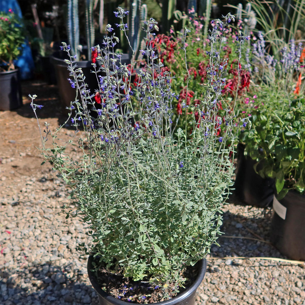 Germander sage ‘Salvia chamaedryoides’