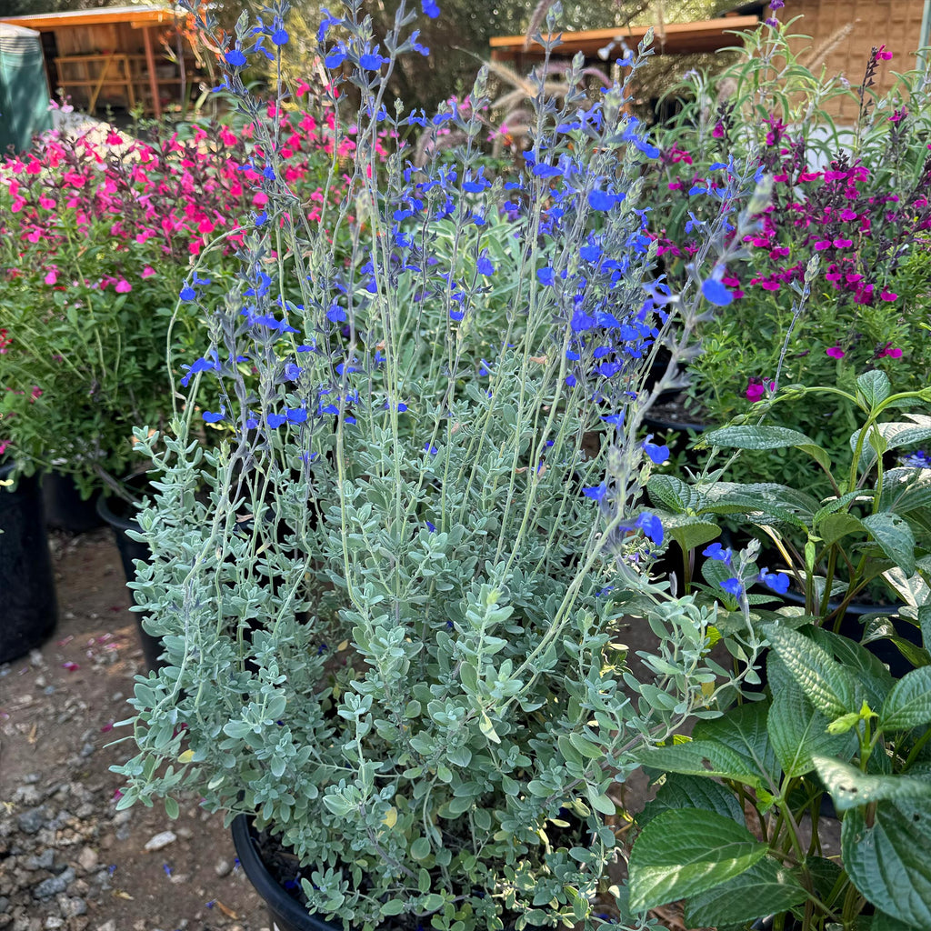 Germander sage ‘Salvia chamaedryoides’