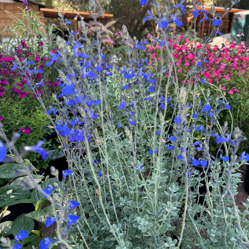 Germander sage ‘Salvia chamaedryoides’