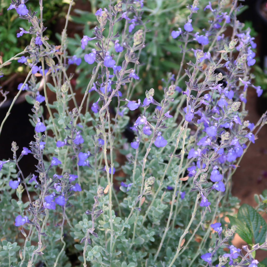 Germander sage ‘Salvia chamaedryoides’