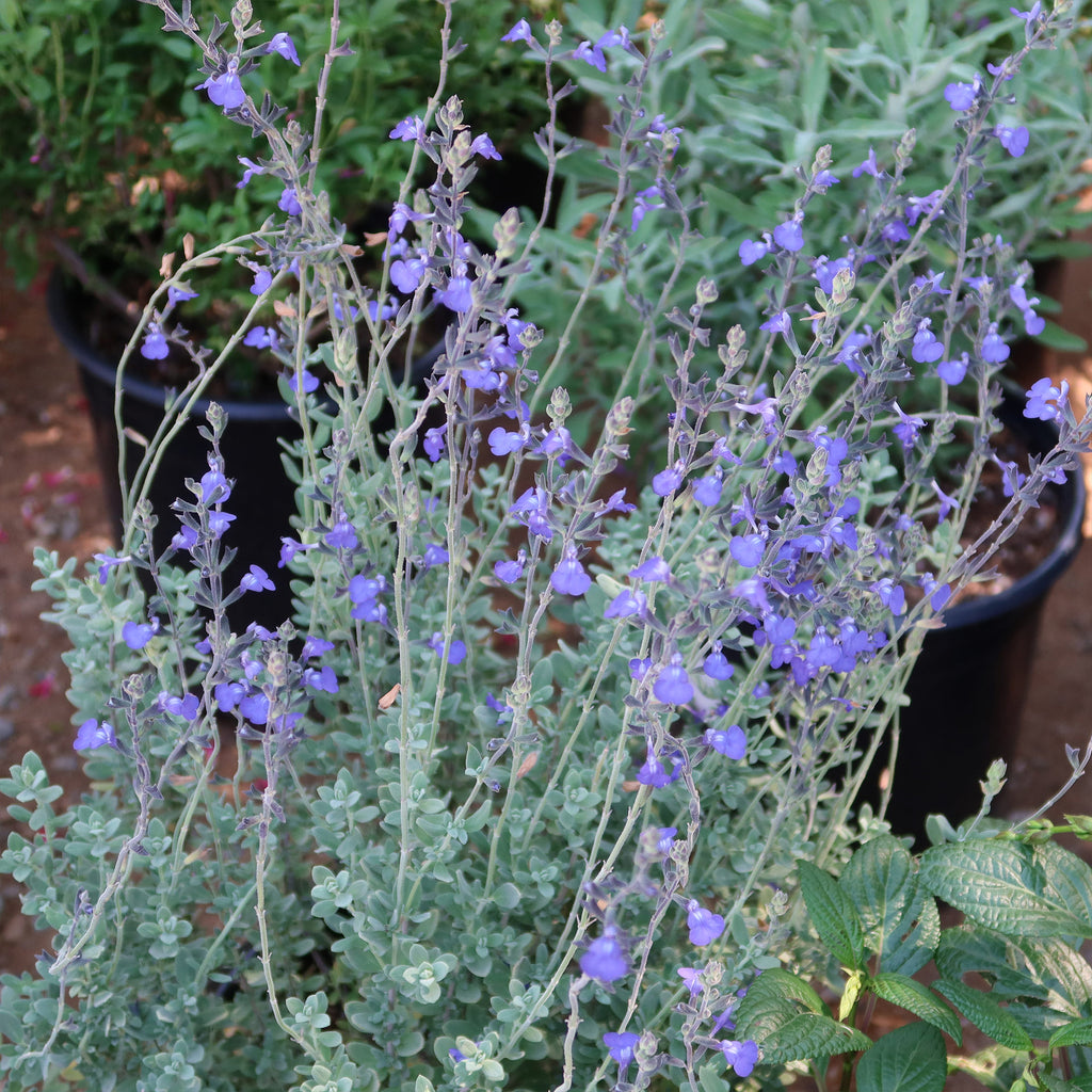 Germander sage ‘Salvia chamaedryoides’