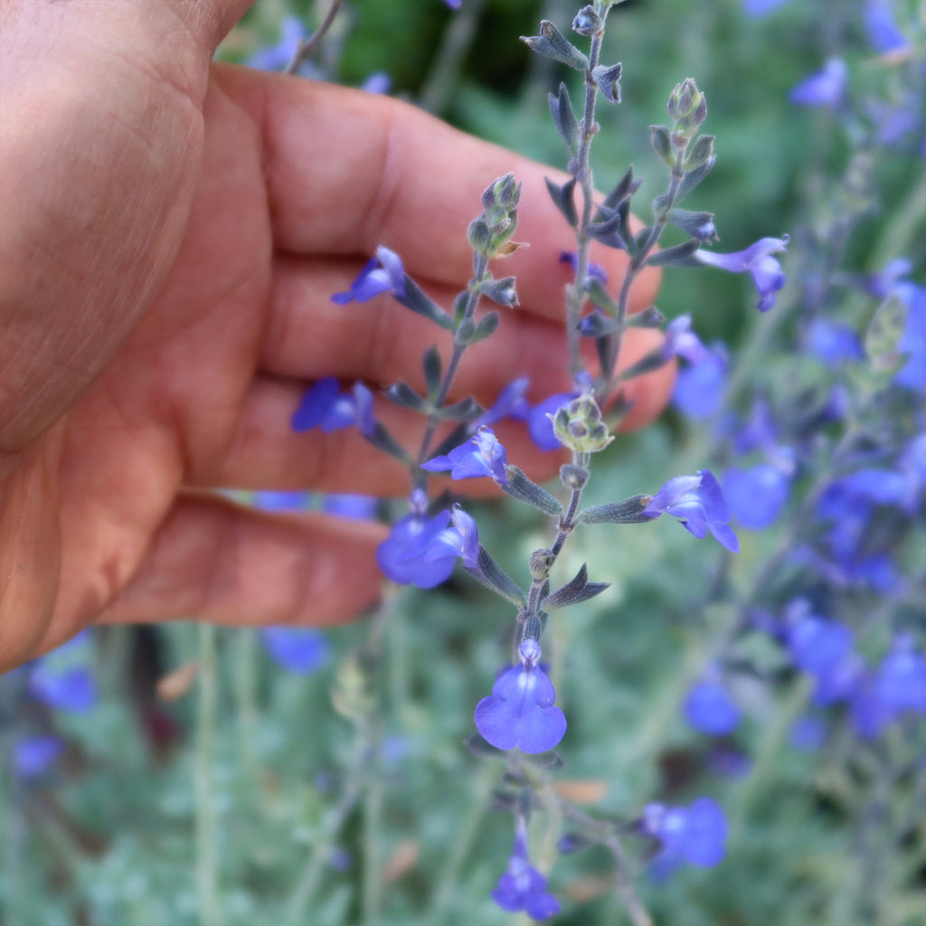 Germander sage ‘Salvia chamaedryoides’
