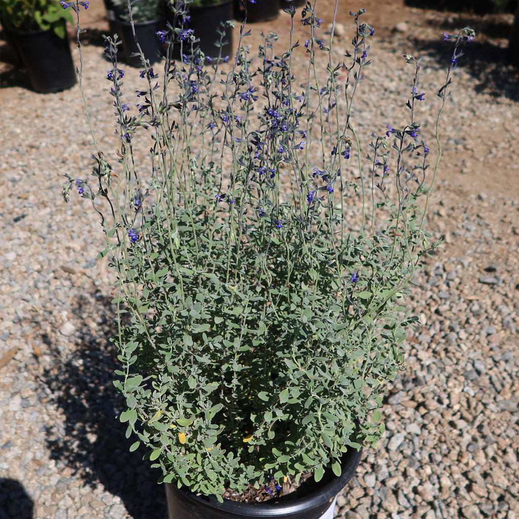 Germander sage ‘Salvia chamaedryoides’