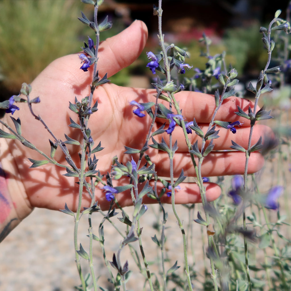 Germander sage ‘Salvia chamaedryoides’