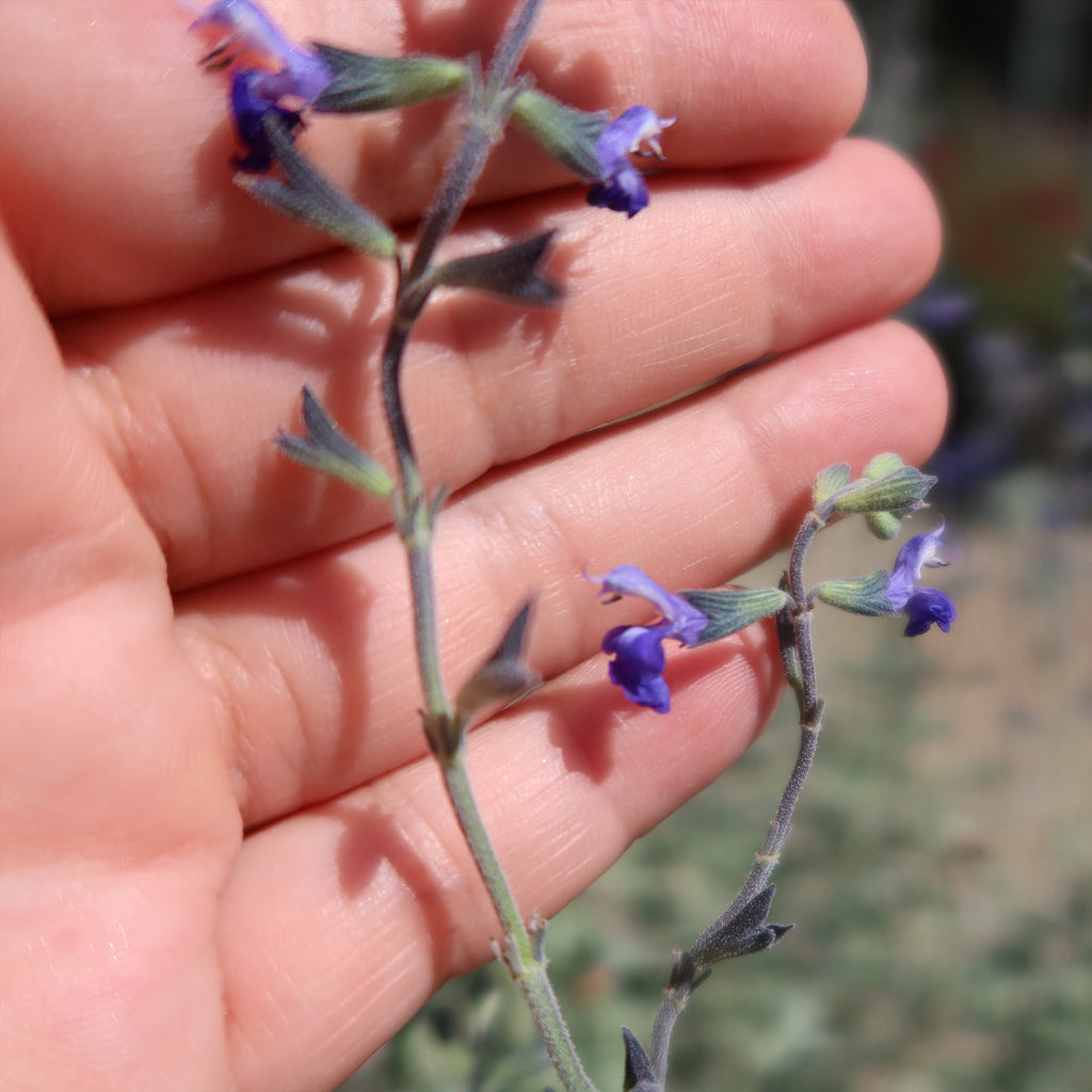 Germander sage ‘Salvia chamaedryoides’