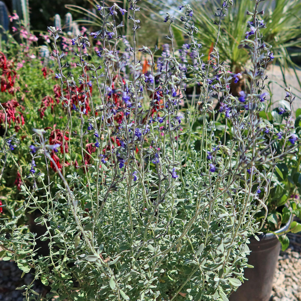 Germander sage ‘Salvia chamaedryoides’