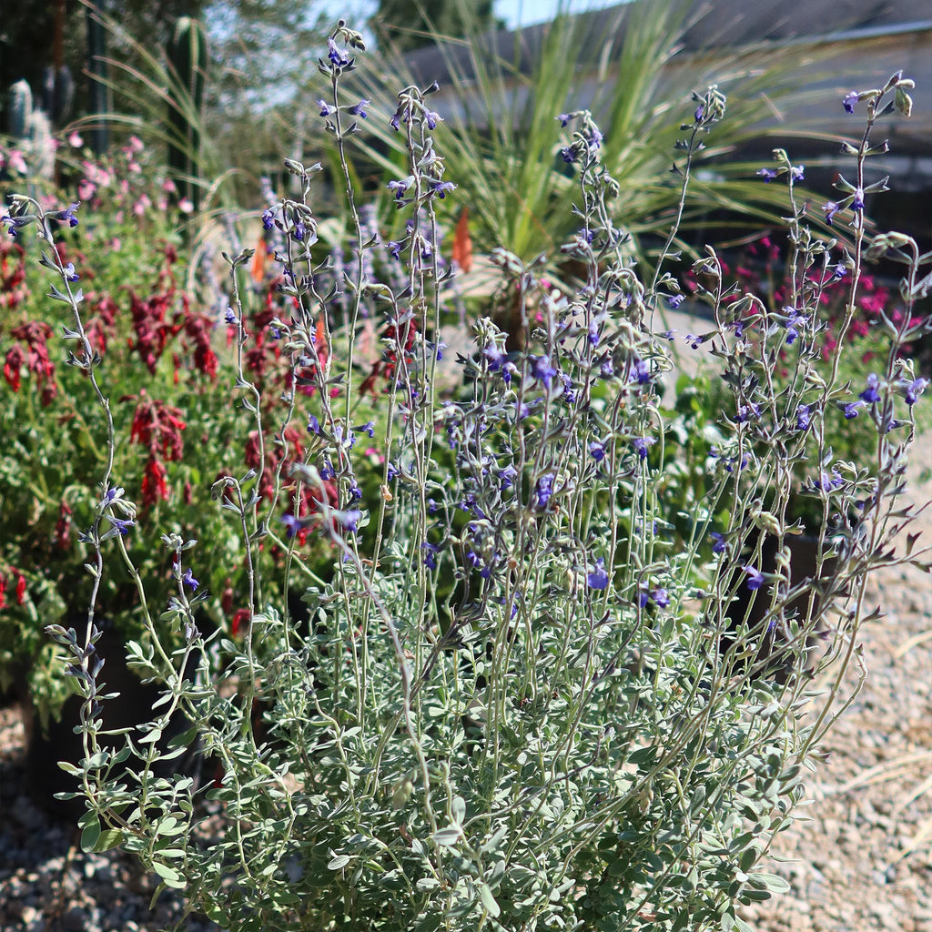 Germander sage ‘Salvia chamaedryoides’
