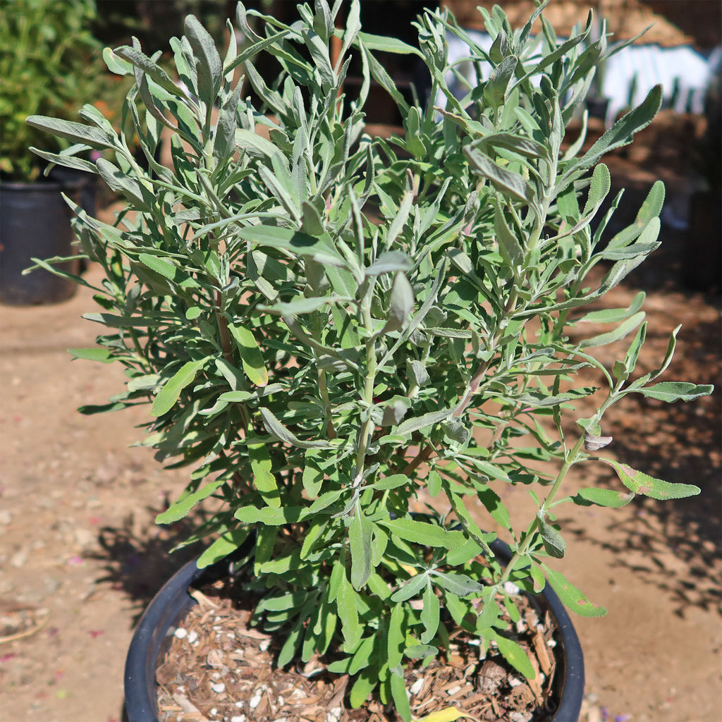 Cleveland Sage ‘Salvia clevelandii’