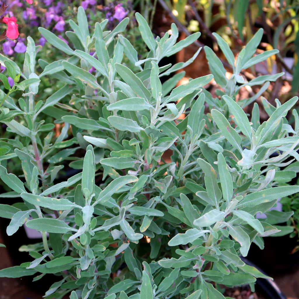 Cleveland Sage ‘Salvia clevelandii’