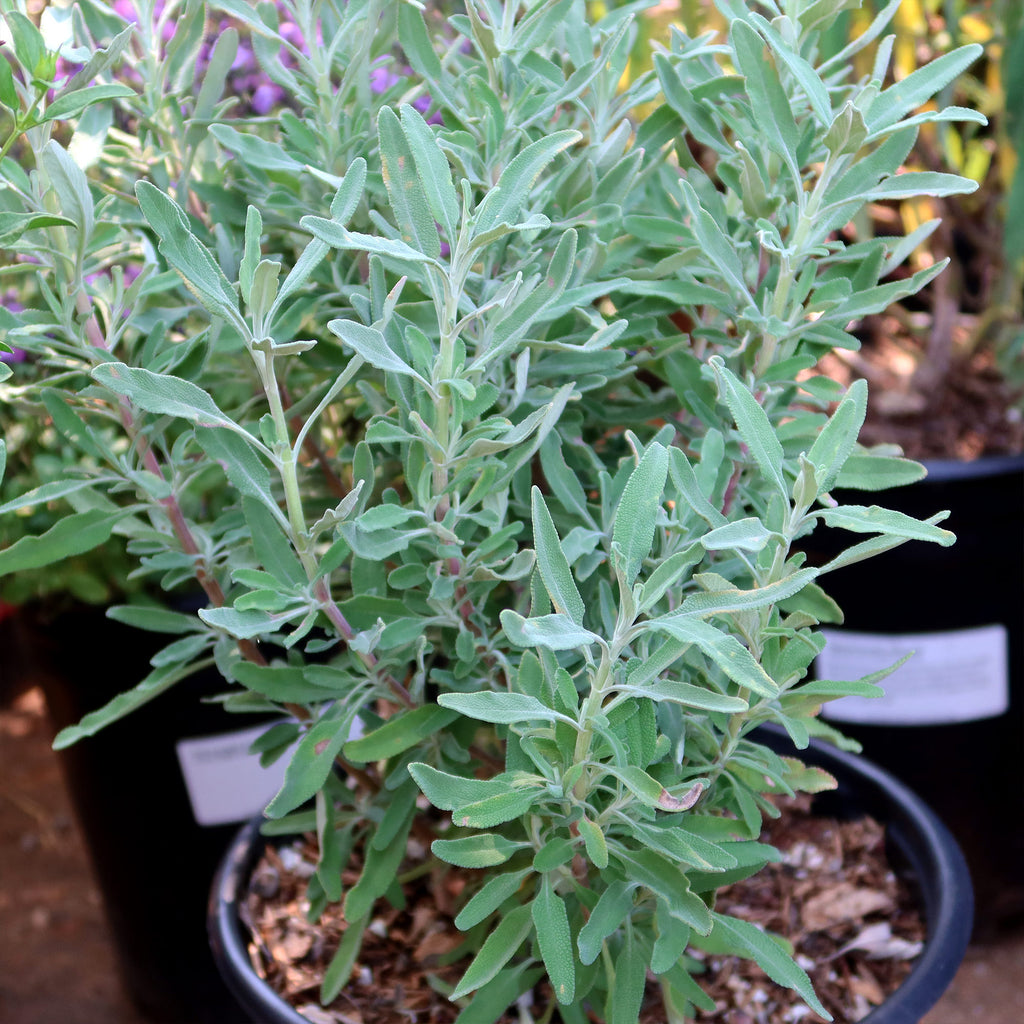 Cleveland Sage ‘Salvia clevelandii’