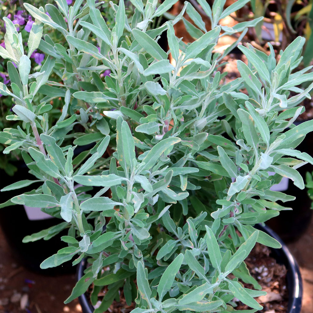 Cleveland Sage ‘Salvia clevelandii’
