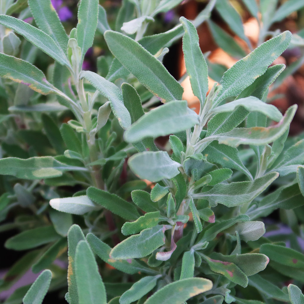 Cleveland Sage ‘Salvia clevelandii’